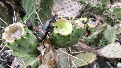 Cactophagus spinolae