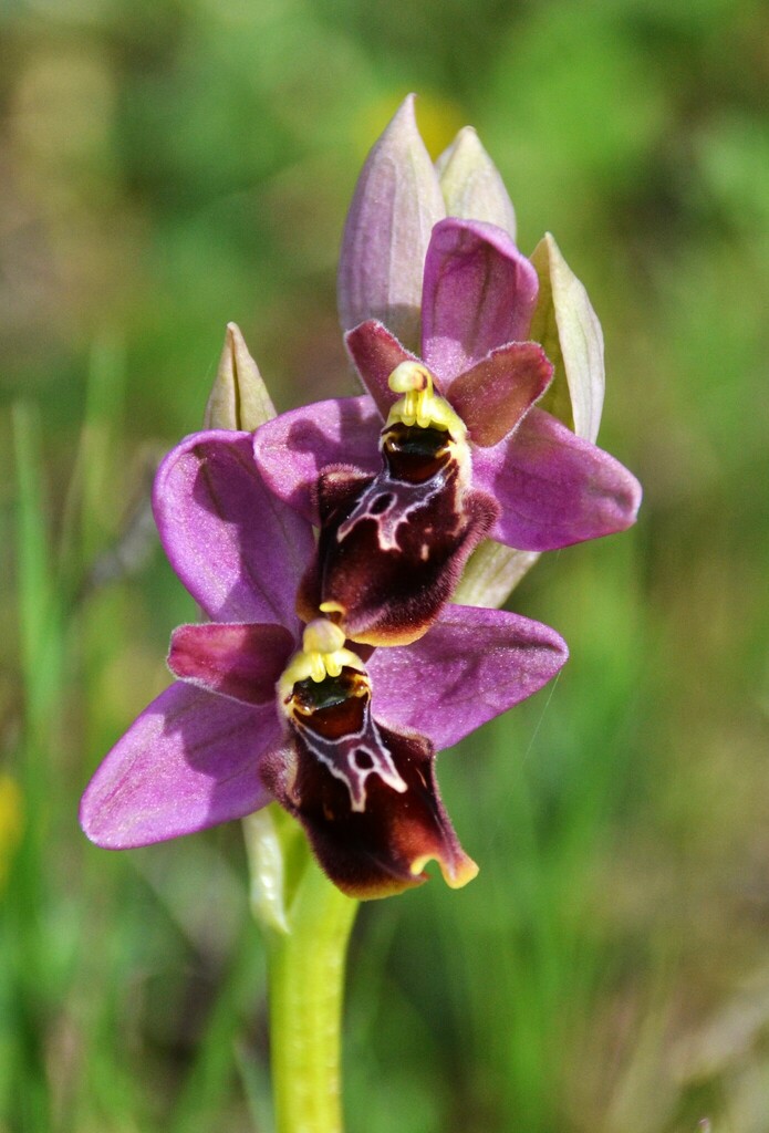 Ophrys × grampinii