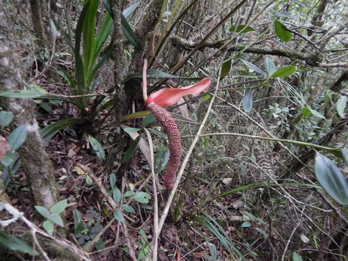 Anthurium yarumalense Engl.