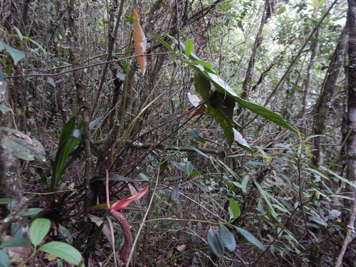 Anthurium yarumalense Engl. 2