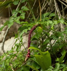 Anthurium gracile
