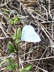 Celastrina echo