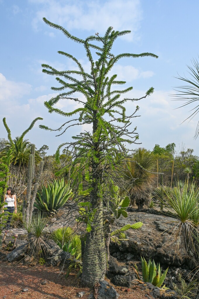 Fouquieria fasciculata (Willd. ex Roem. & Schult.) Nash