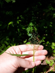 Dichanthelium dichotomum