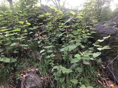 Reynoutria × bohemica