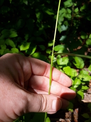 Dichanthelium dichotomum