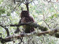 Strix occidentalis caurina