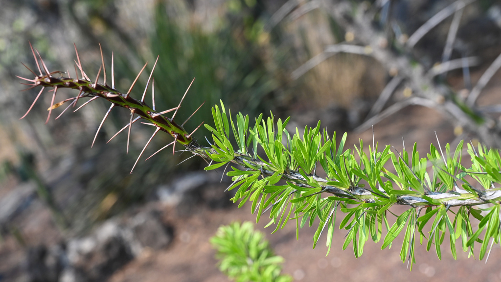 Fouquieria fasciculata (Willd. ex Roem. & Schult.) Nash 2