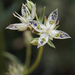 Frasera neglecta - Photo (c) John Marquis,  זכויות יוצרים חלקיות (CC BY-NC-ND)