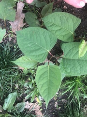 Reynoutria × bohemica