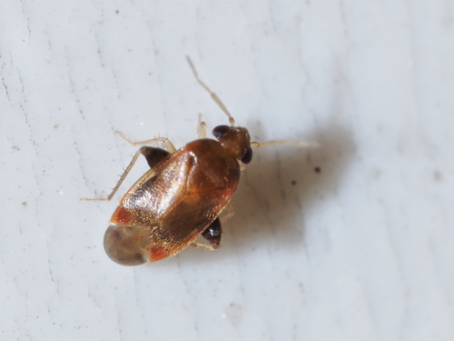 Decomioides, 2024-05-01