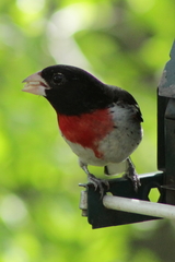 Pheucticus ludovicianus