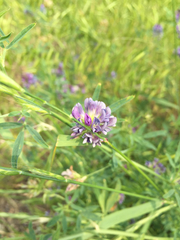Medicago sativa
