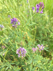 Medicago sativa
