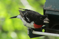 Pheucticus ludovicianus