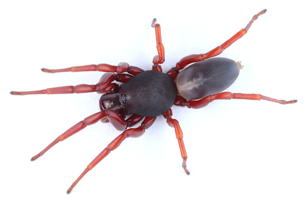 Dysdera lata