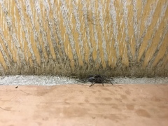 Herpyllus propinquus