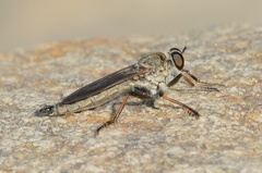 Philonicus fuscatus