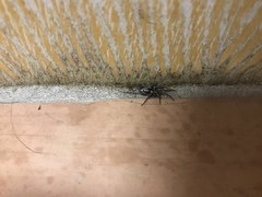 Herpyllus propinquus