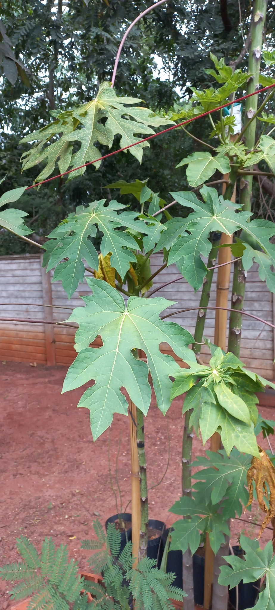 Carica papaya