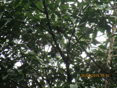 Calochaetes coccineus