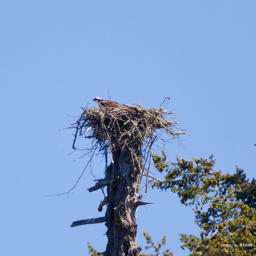 Osprey
