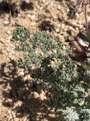 Lomatium mohavense