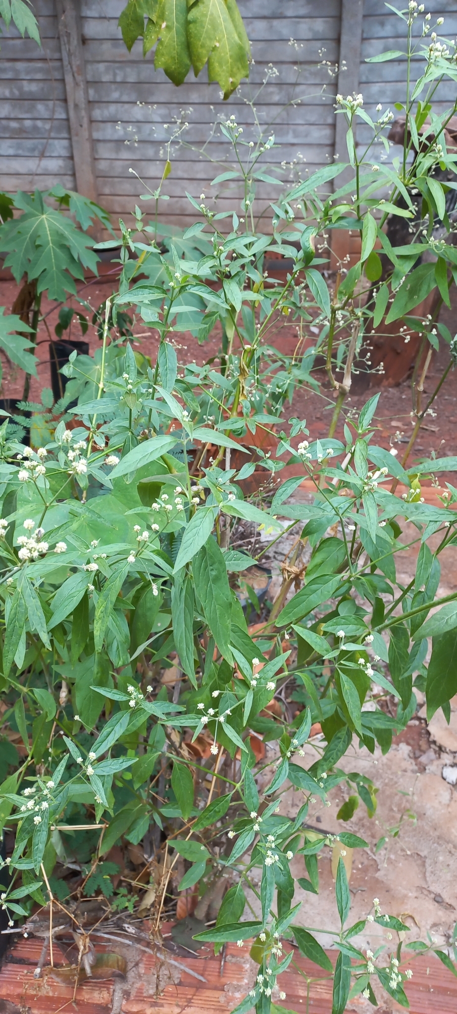 Pfaffia glomerata