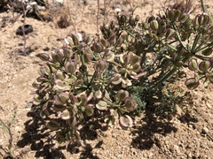 Lomatium mohavense