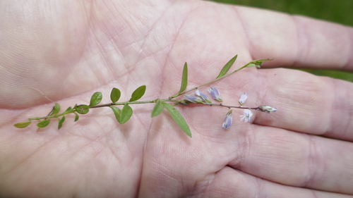 Image of Polygala serpyllifolia by no rights reserved