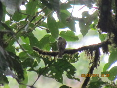 Leptopogon superciliaris