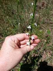 Lobelia spicata