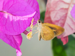 Synapte pecta