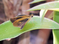 Synapte pecta