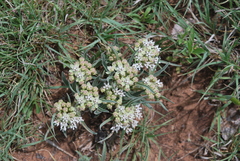 Asclepias involucrata