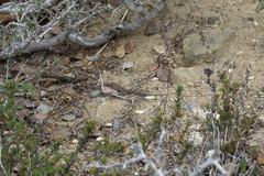 Aspidoscelis hyperythrus beldingi