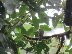 Leptopogon superciliaris