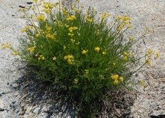 Cymopterus terebinthinus
