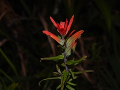 Castilleja fissifolia