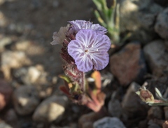 Phacelia exilis