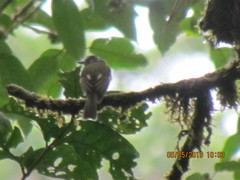 Leptopogon superciliaris