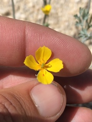 Eschscholzia minutiflora