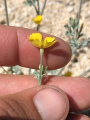 Eschscholzia minutiflora