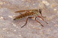 Philonicus limpidipennis