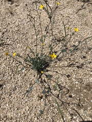 Eschscholzia minutiflora