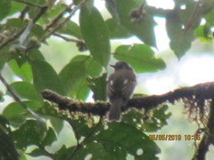 Leptopogon superciliaris