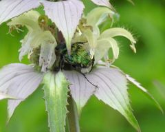 Trichiotinus lunulatus