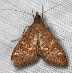 Mecyna mustelinalis