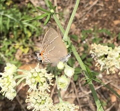 Satyrium favonius