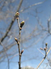 Ulmus × intermedia